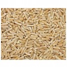 Grains Kamut Berries (1x25LB )Bulk Grains, 100% Organic Kamut Berries, 25 Lbs